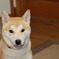 柴犬