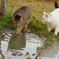 ねこ　その４３５