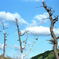 枯木に白雲