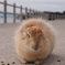 ふわふわウサ饅頭