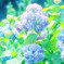 アジサイ☆パステル