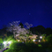 星と明星桜