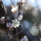 中院　寒桜(寒梅？)