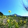 菜の花と由布岳