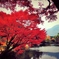金鱗湖、紅葉
