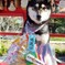 実家の犬