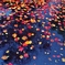 雨紅葉