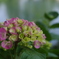 紫陽花