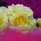 yellow rose