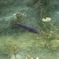 モネの池
