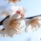 20160227 SPRING 022