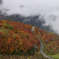 栂池高原の紅葉