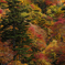 白山スーパー林道の紅葉１