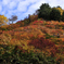 白山スーパー林道の紅葉１