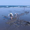 海