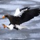 Steller's sea eagle