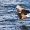 White-tailed eagle