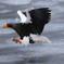 Steller's sea eagle