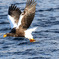  Steller's sea eagle