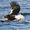 Steller's sea eagle