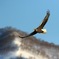 Steller's sea seagle