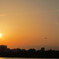 sunset with bule bird