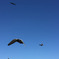 I can fly