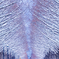 雪化粧したメタセコイア並木