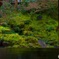 瑠璃光院 臥龍の庭