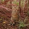 台湾の猫