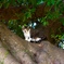 山猫風のニャン