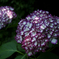 紫陽花