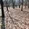冬の公園と落ち葉