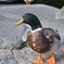 決まってるカモ？