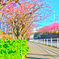 河津桜