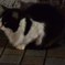 夜の公園の猫2