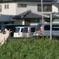 街中にヤギ