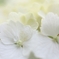 紫陽花
