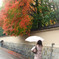 雨の紅葉