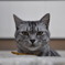 飼い猫002