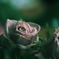 DSCF8775