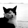 白黒猫