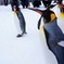 ペンギンの行進