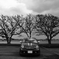 THREE TREES