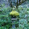 苔むすまで