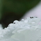 水玉