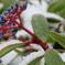 Mooi Berry