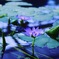 睡蓮