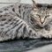 イケねこさん