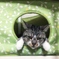 睨む猫